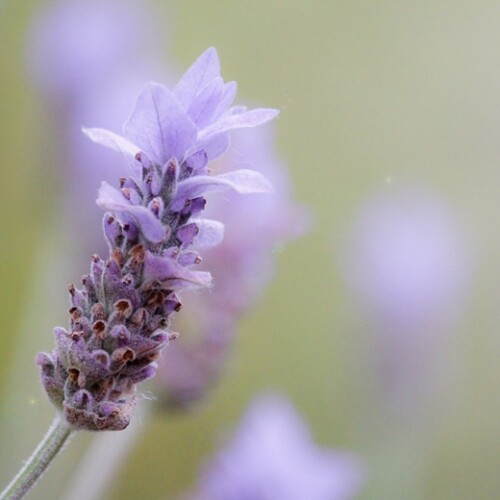 コメントへの回答 April～♪