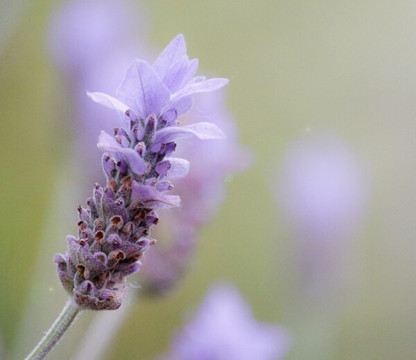 コメントへの回答 April～♪